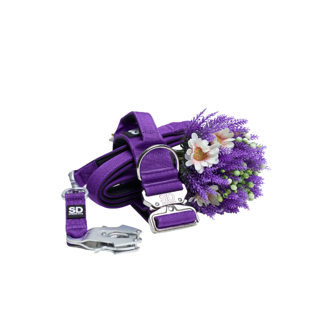 Strong Dog Conjunto Morado - Plata
