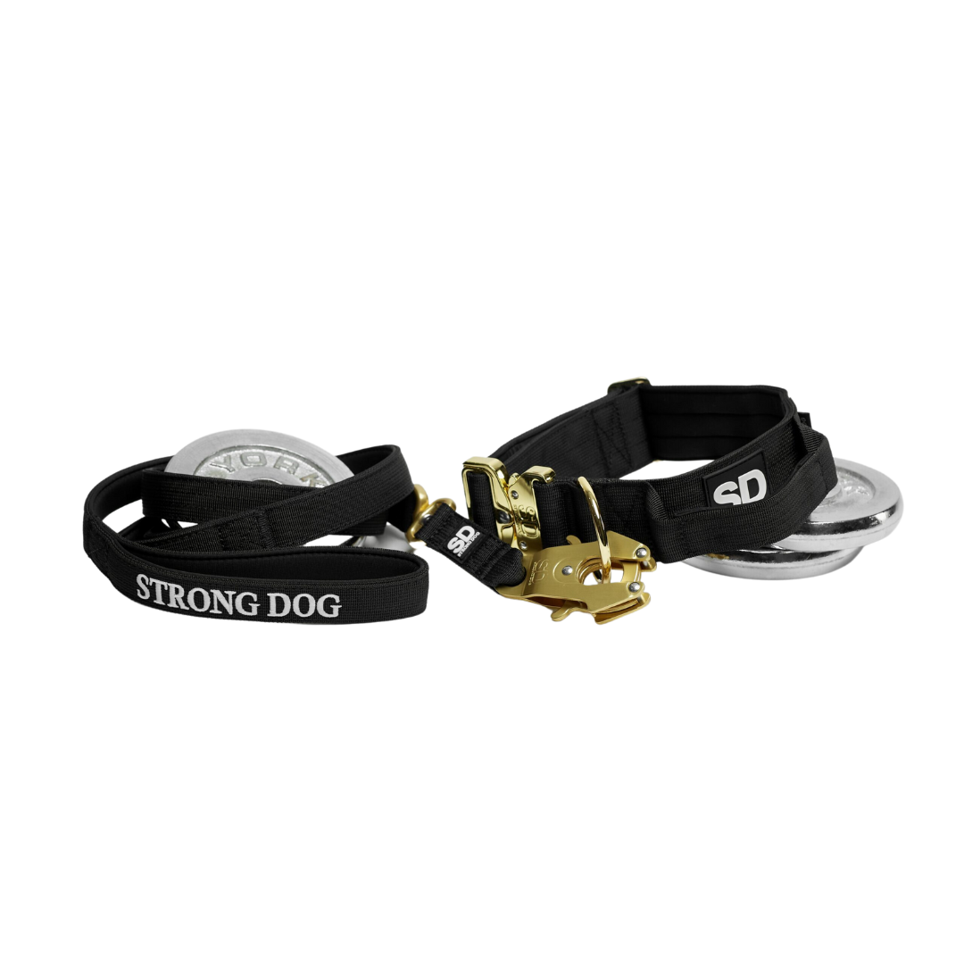 Strong Dog Conjunto Negro-Dorado