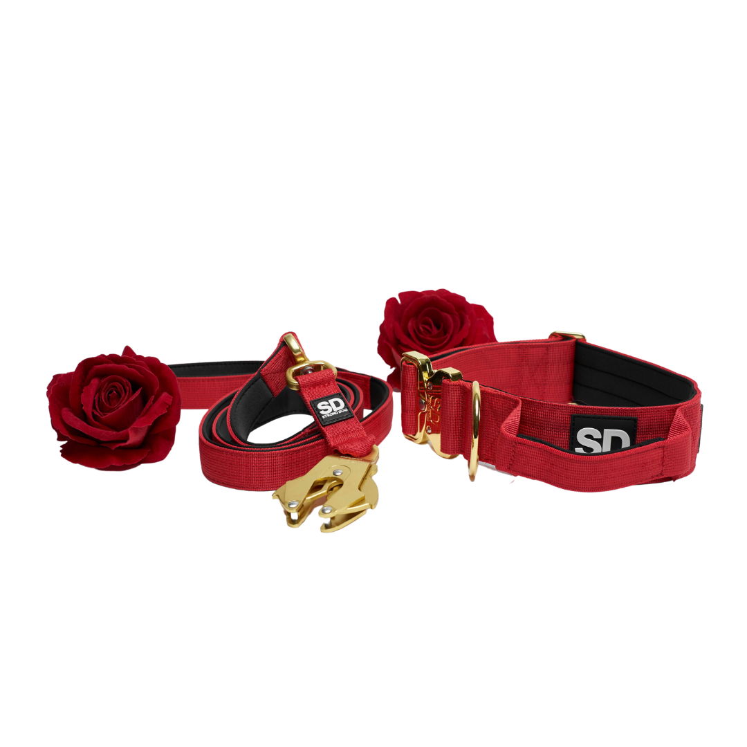 Strong Dog Conjunto Rojo-Dorado