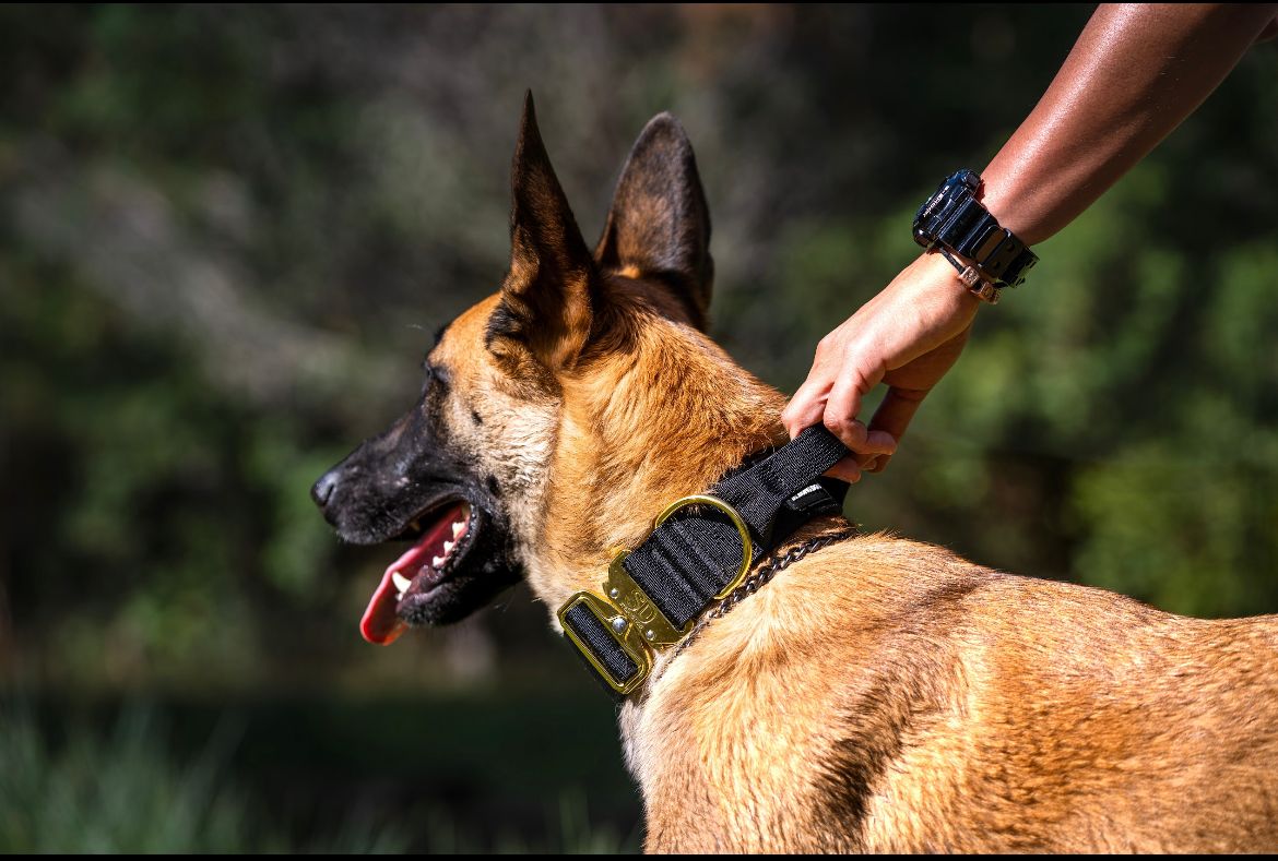 Strong Dog Collar Táctico Negro